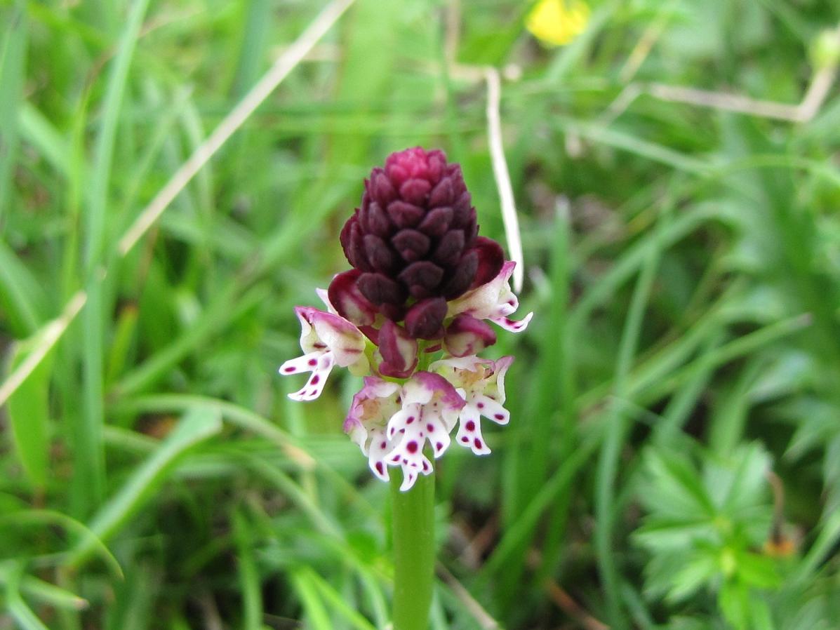 Orchis ustulata